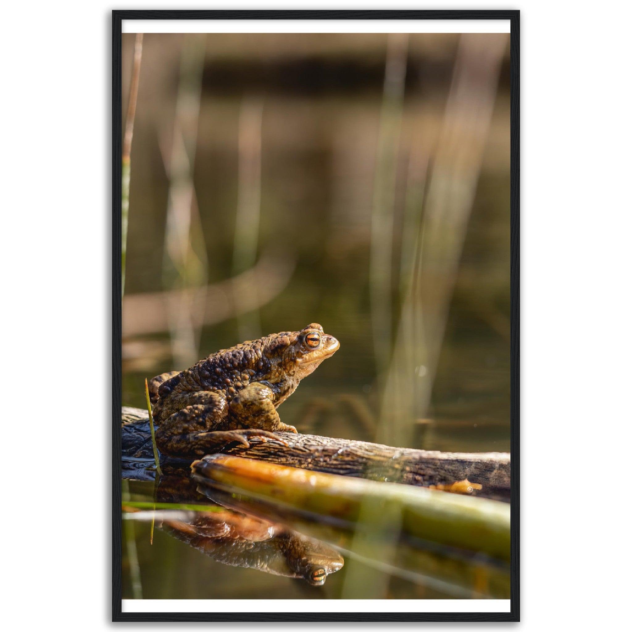 Erdkröte 4 - Printree.ch amphibisch, biologie, fauna, Foto, Fotografie, frosch, gemeinsam, kröte, makro, Martin_Reichenbach, nahaufnahme, natur, teich, tier, wild