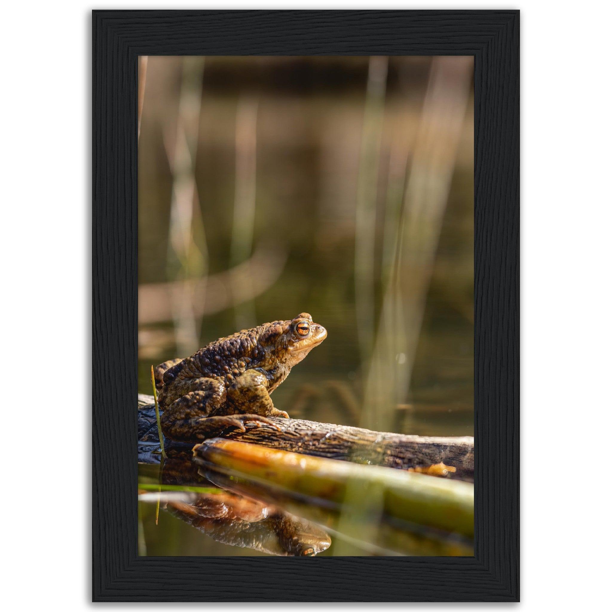 Erdkröte 4 - Printree.ch amphibisch, biologie, fauna, Foto, Fotografie, frosch, gemeinsam, kröte, makro, Martin_Reichenbach, nahaufnahme, natur, teich, tier, wild