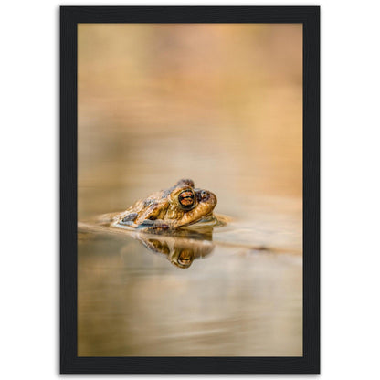 Erdkröte 5 - Printree.ch amphibisch, biologie, fauna, Foto, Fotografie, frosch, gemeinsam, kröte, makro, Martin_Reichenbach, nahaufnahme, natur, teich, tier, wild