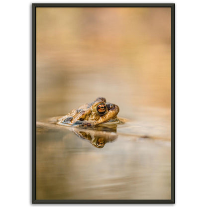 Erdkröte 5 - Printree.ch amphibisch, biologie, fauna, Foto, Fotografie, frosch, gemeinsam, kröte, makro, Martin_Reichenbach, nahaufnahme, natur, teich, tier, wild