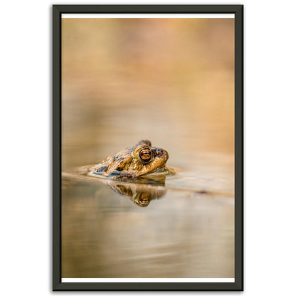 Erdkröte 5 - Printree.ch amphibisch, biologie, fauna, Foto, Fotografie, frosch, gemeinsam, kröte, makro, Martin_Reichenbach, nahaufnahme, natur, teich, tier, wild