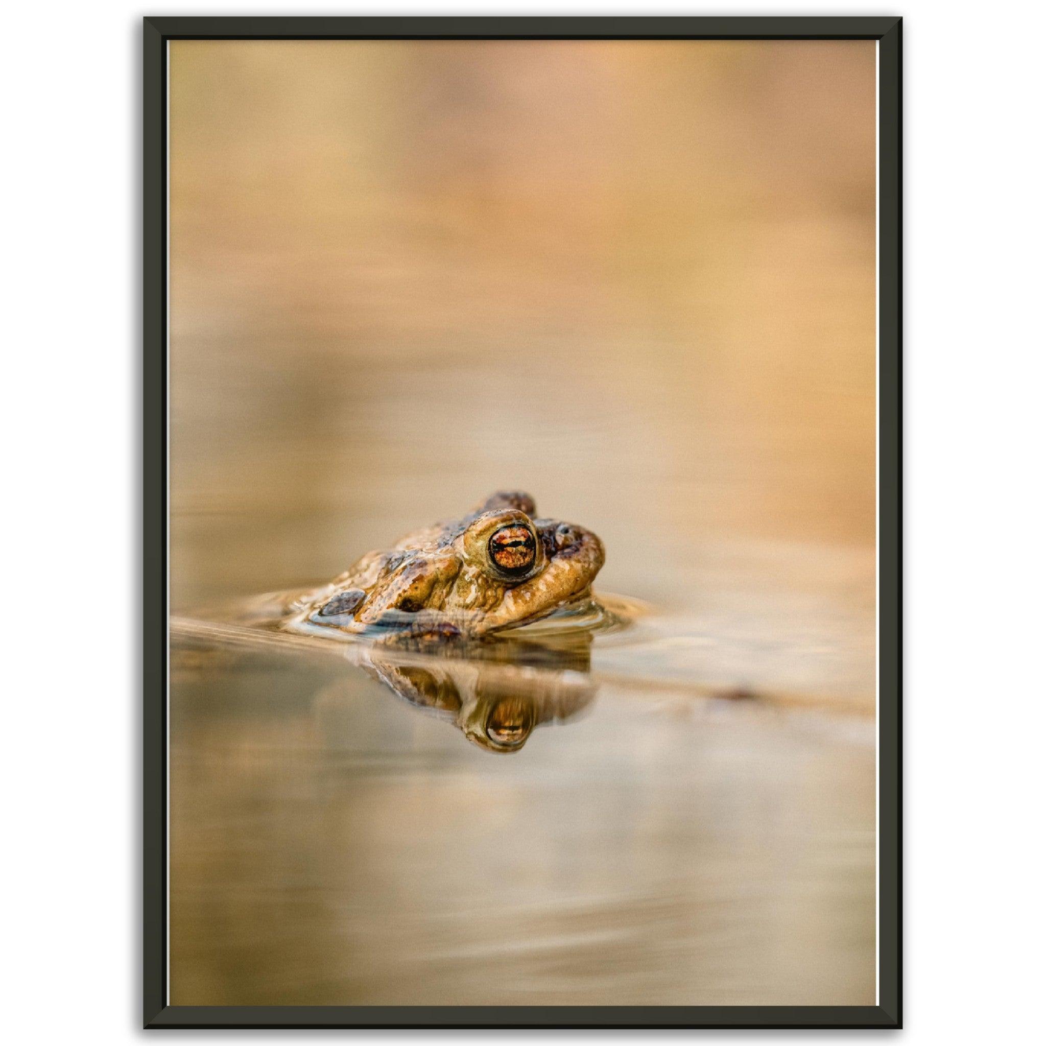 Erdkröte 5 - Printree.ch amphibisch, biologie, fauna, Foto, Fotografie, frosch, gemeinsam, kröte, makro, Martin_Reichenbach, nahaufnahme, natur, teich, tier, wild