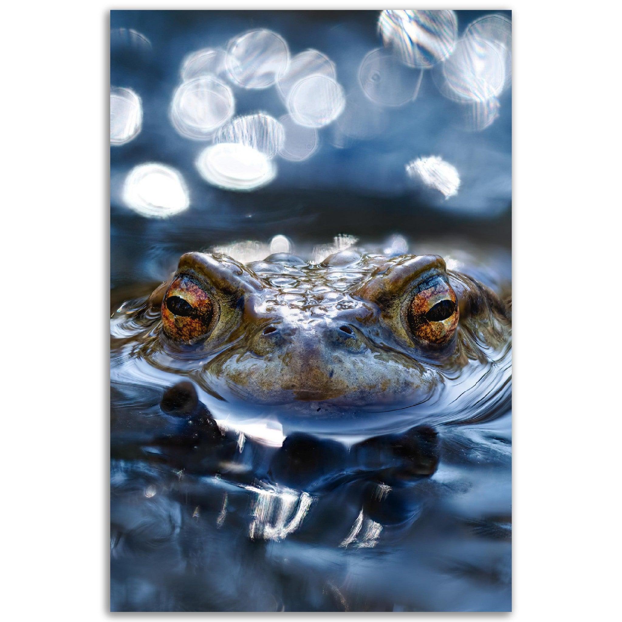 Erdkröte 6 - Printree.ch amphibien, amphibisch, arten, auge, biologie, bufo, ein, fauna, Foto, Fotografie, frosch, gemeinsam, herpetologie, kröte, makro, Martin_Reichenbach, nahaufnahme, natur, natürlich, pool, reflexion, schauen, teich, tier, umwelt, wasser, wild, wirbeltiere, zoologie