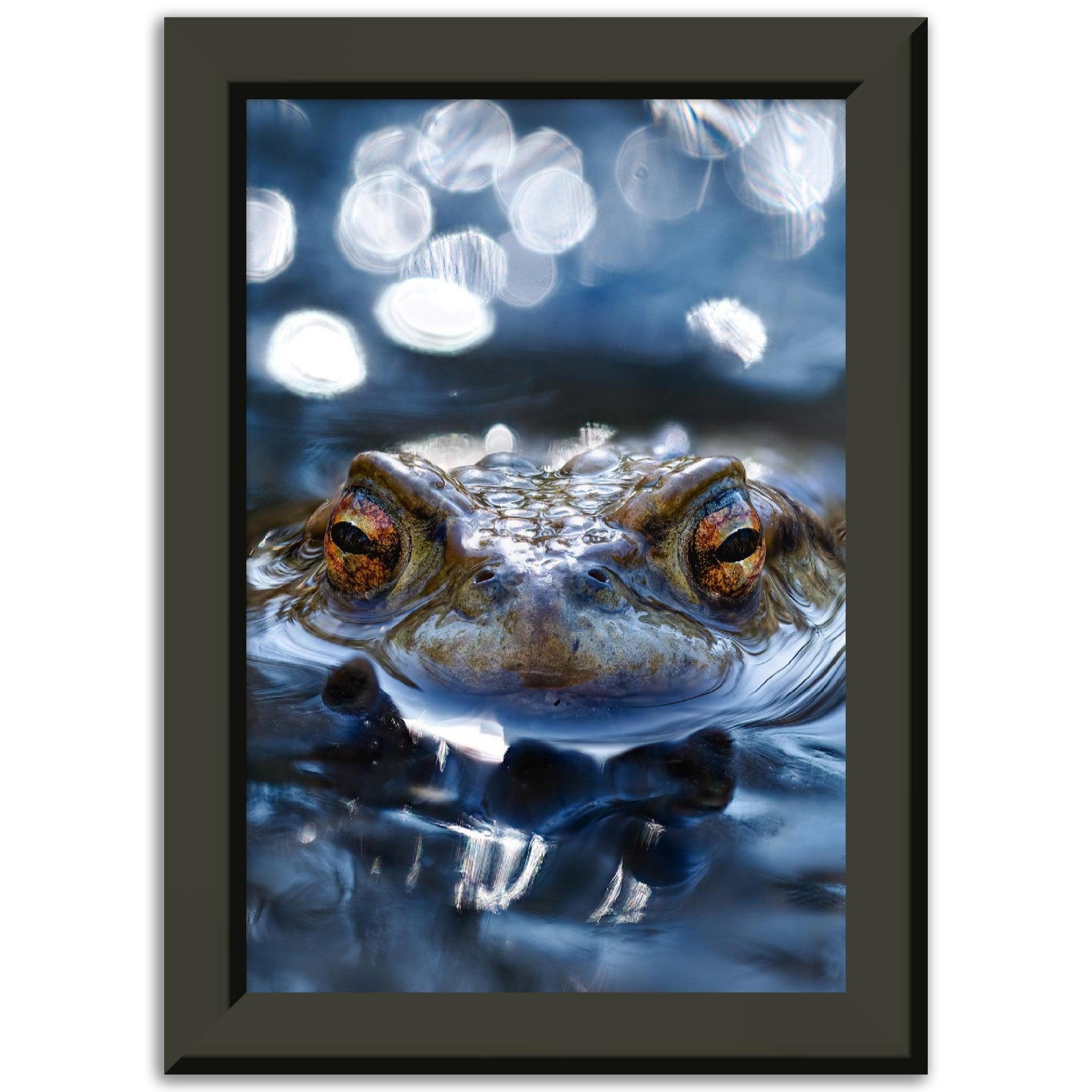 Erdkröte 6 - Printree.ch amphibien, amphibisch, arten, auge, biologie, bufo, ein, fauna, Foto, Fotografie, frosch, gemeinsam, herpetologie, kröte, makro, Martin_Reichenbach, nahaufnahme, natur, natürlich, pool, reflexion, schauen, teich, tier, umwelt, wasser, wild, wirbeltiere, zoologie