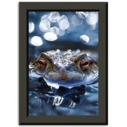 Erdkröte 6 - Printree.ch amphibien, amphibisch, arten, auge, biologie, bufo, ein, fauna, Foto, Fotografie, frosch, gemeinsam, herpetologie, kröte, makro, Martin_Reichenbach, nahaufnahme, natur, natürlich, pool, reflexion, schauen, teich, tier, umwelt, wasser, wild, wirbeltiere, zoologie