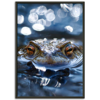 Erdkröte 6 - Printree.ch amphibien, amphibisch, arten, auge, biologie, bufo, ein, fauna, Foto, Fotografie, frosch, gemeinsam, herpetologie, kröte, makro, Martin_Reichenbach, nahaufnahme, natur, natürlich, pool, reflexion, schauen, teich, tier, umwelt, wasser, wild, wirbeltiere, zoologie