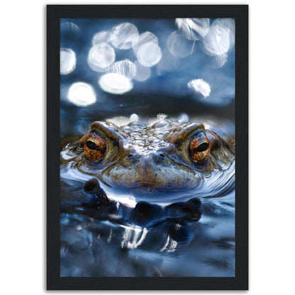 Erdkröte 6 - Printree.ch amphibien, amphibisch, arten, auge, biologie, bufo, ein, fauna, Foto, Fotografie, frosch, gemeinsam, herpetologie, kröte, makro, Martin_Reichenbach, nahaufnahme, natur, natürlich, pool, reflexion, schauen, teich, tier, umwelt, wasser, wild, wirbeltiere, zoologie