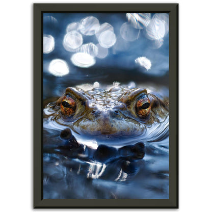 Erdkröte 6 - Printree.ch amphibien, amphibisch, arten, auge, biologie, bufo, ein, fauna, Foto, Fotografie, frosch, gemeinsam, herpetologie, kröte, makro, Martin_Reichenbach, nahaufnahme, natur, natürlich, pool, reflexion, schauen, teich, tier, umwelt, wasser, wild, wirbeltiere, zoologie