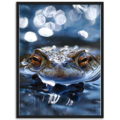 Erdkröte 6 - Printree.ch amphibien, amphibisch, arten, auge, biologie, bufo, ein, fauna, Foto, Fotografie, frosch, gemeinsam, herpetologie, kröte, makro, Martin_Reichenbach, nahaufnahme, natur, natürlich, pool, reflexion, schauen, teich, tier, umwelt, wasser, wild, wirbeltiere, zoologie