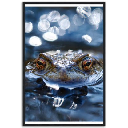 Erdkröte 6 - Printree.ch amphibien, amphibisch, arten, auge, biologie, bufo, ein, fauna, Foto, Fotografie, frosch, gemeinsam, herpetologie, kröte, makro, Martin_Reichenbach, nahaufnahme, natur, natürlich, pool, reflexion, schauen, teich, tier, umwelt, wasser, wild, wirbeltiere, zoologie