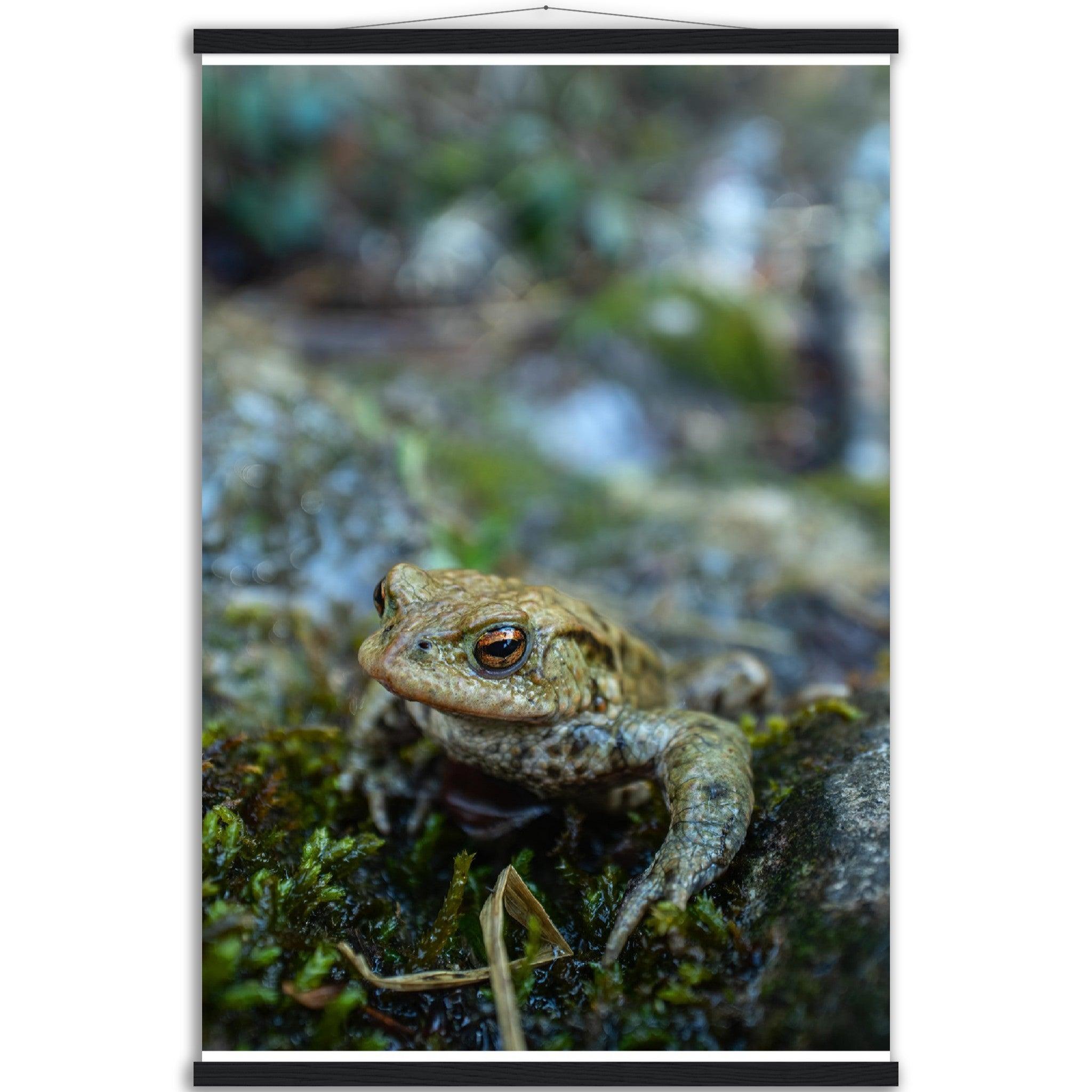 Erdkröte 7 - Printree.ch amphibisch, biologie, fauna, Foto, Fotografie, frosch, gemeinsam, kröte, makro, Martin_Reichenbach, nahaufnahme, natur, teich, tier, wild