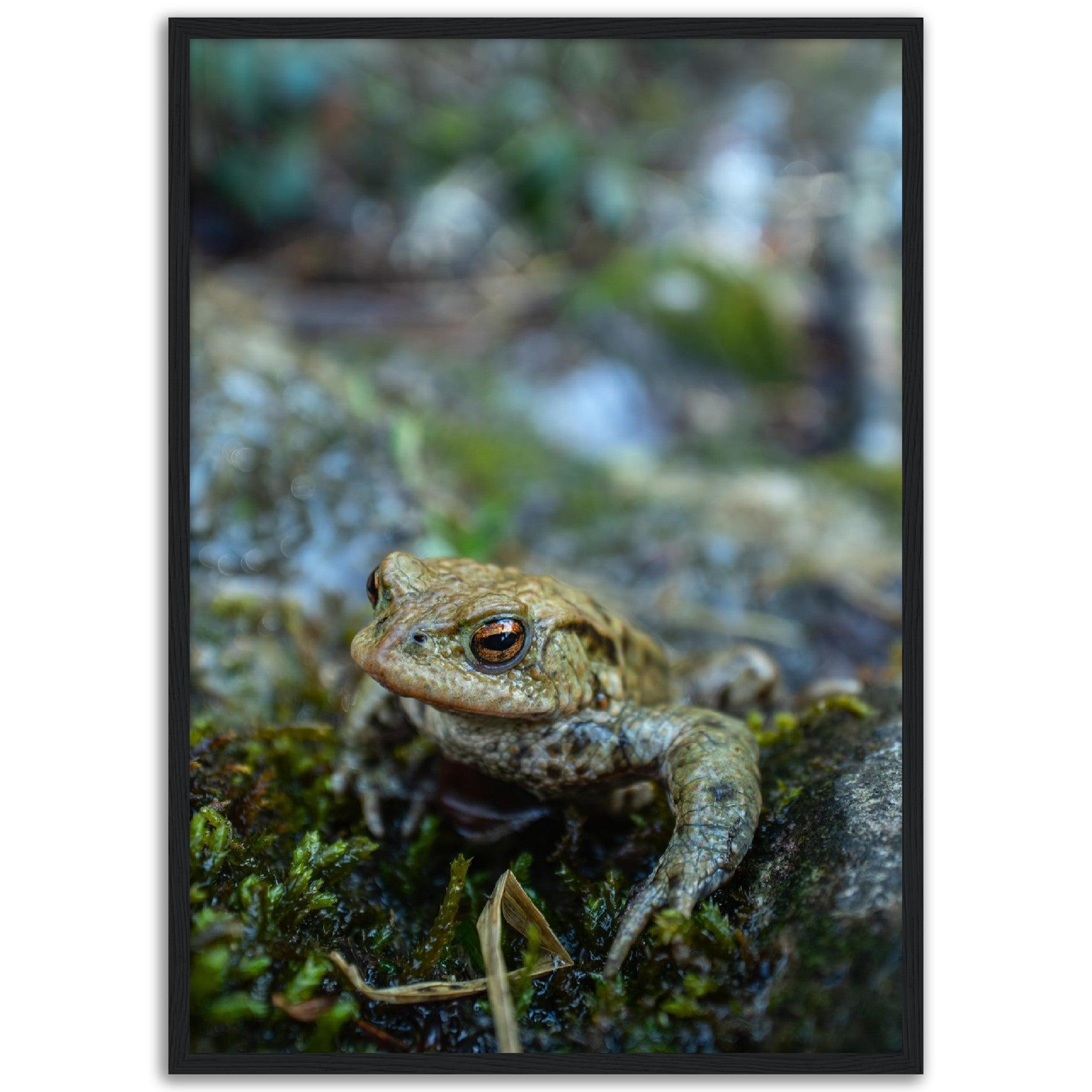 Erdkröte 7 - Printree.ch amphibisch, biologie, fauna, Foto, Fotografie, frosch, gemeinsam, kröte, makro, Martin_Reichenbach, nahaufnahme, natur, teich, tier, wild