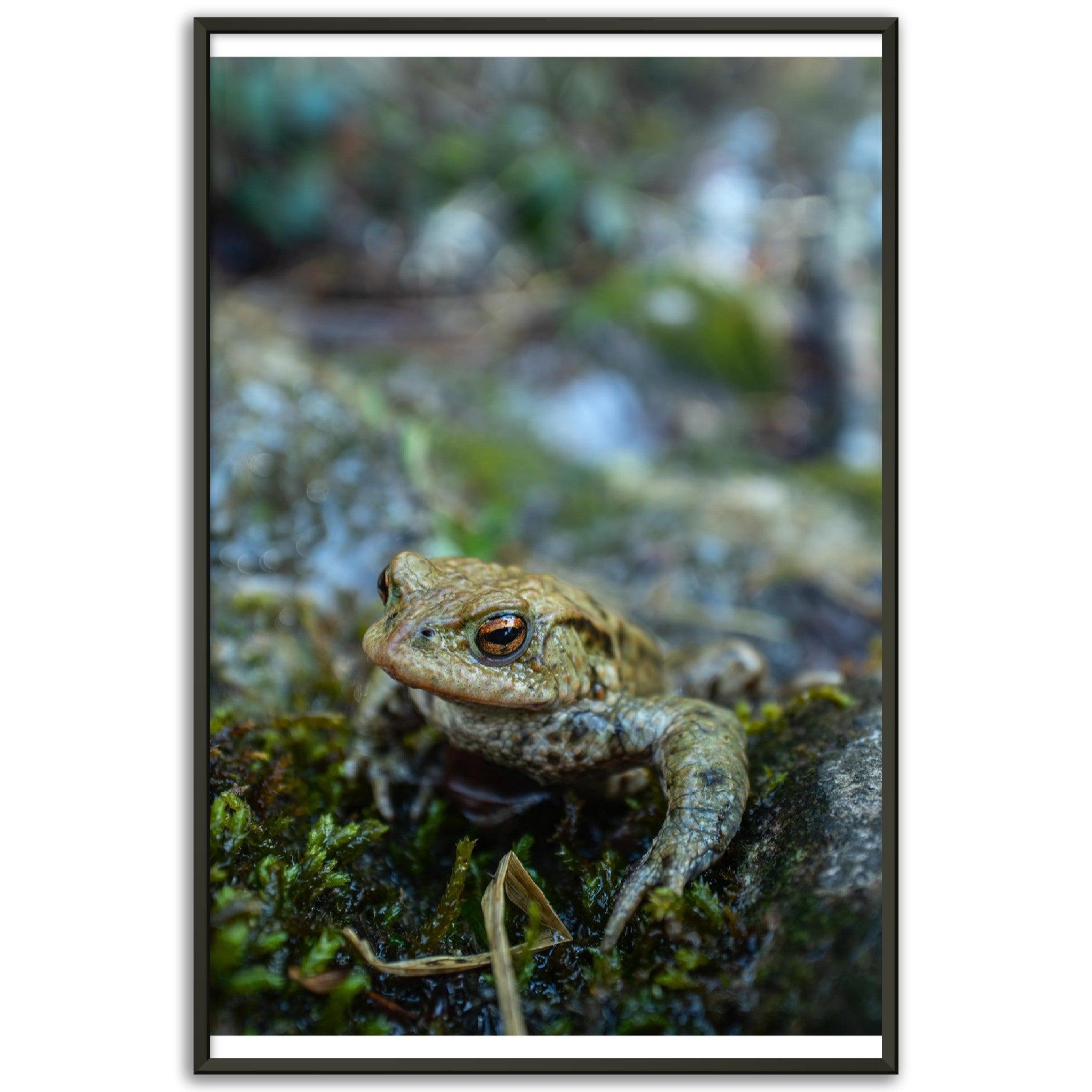 Erdkröte 7 - Printree.ch amphibisch, biologie, fauna, Foto, Fotografie, frosch, gemeinsam, kröte, makro, Martin_Reichenbach, nahaufnahme, natur, teich, tier, wild