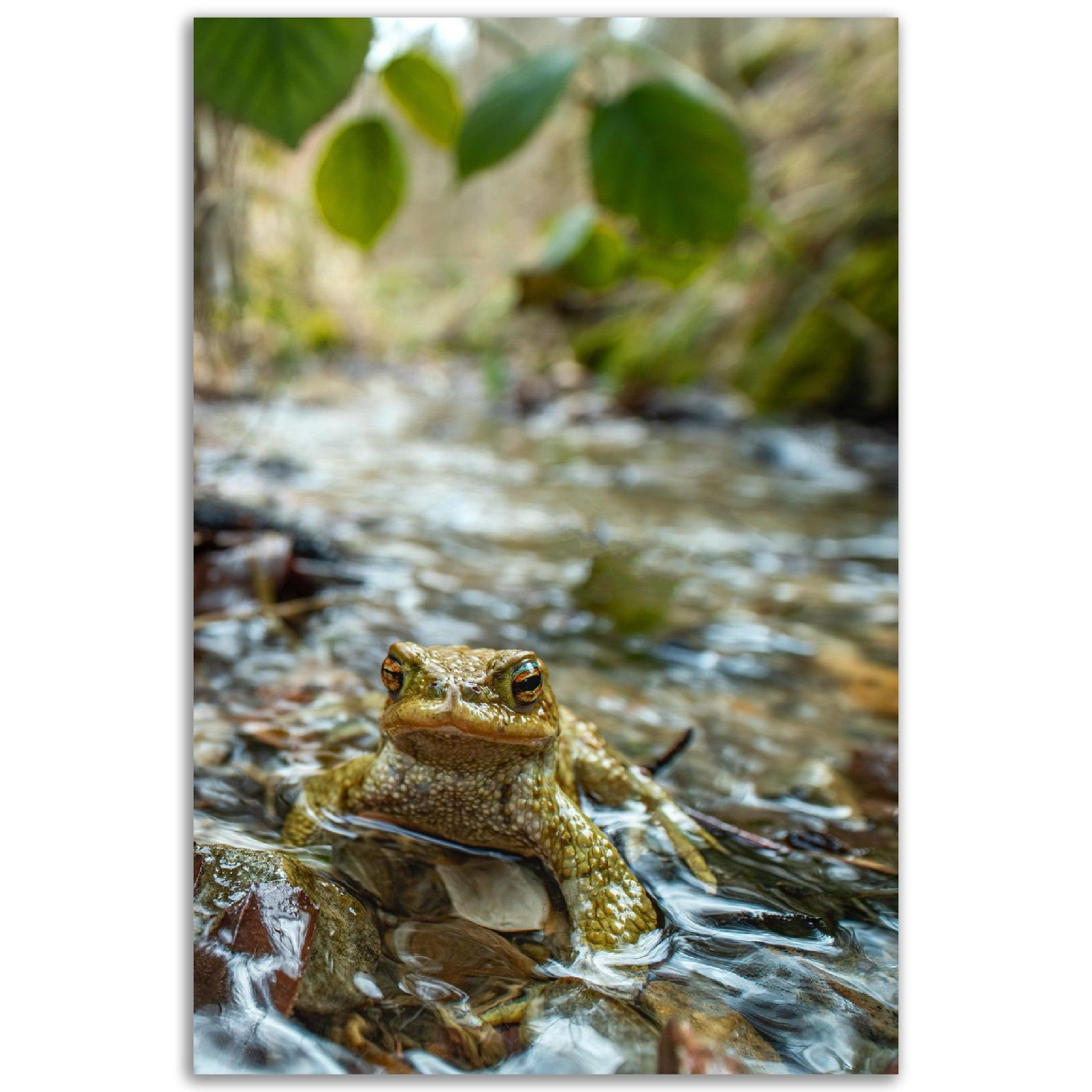 Erdkröte im Bach - Printree.ch amphibisch, biologie, fauna, Foto, Fotografie, frosch, gemeinsam, kröte, makro, Martin_Reichenbach, nahaufnahme, natur, teich, tier, wild