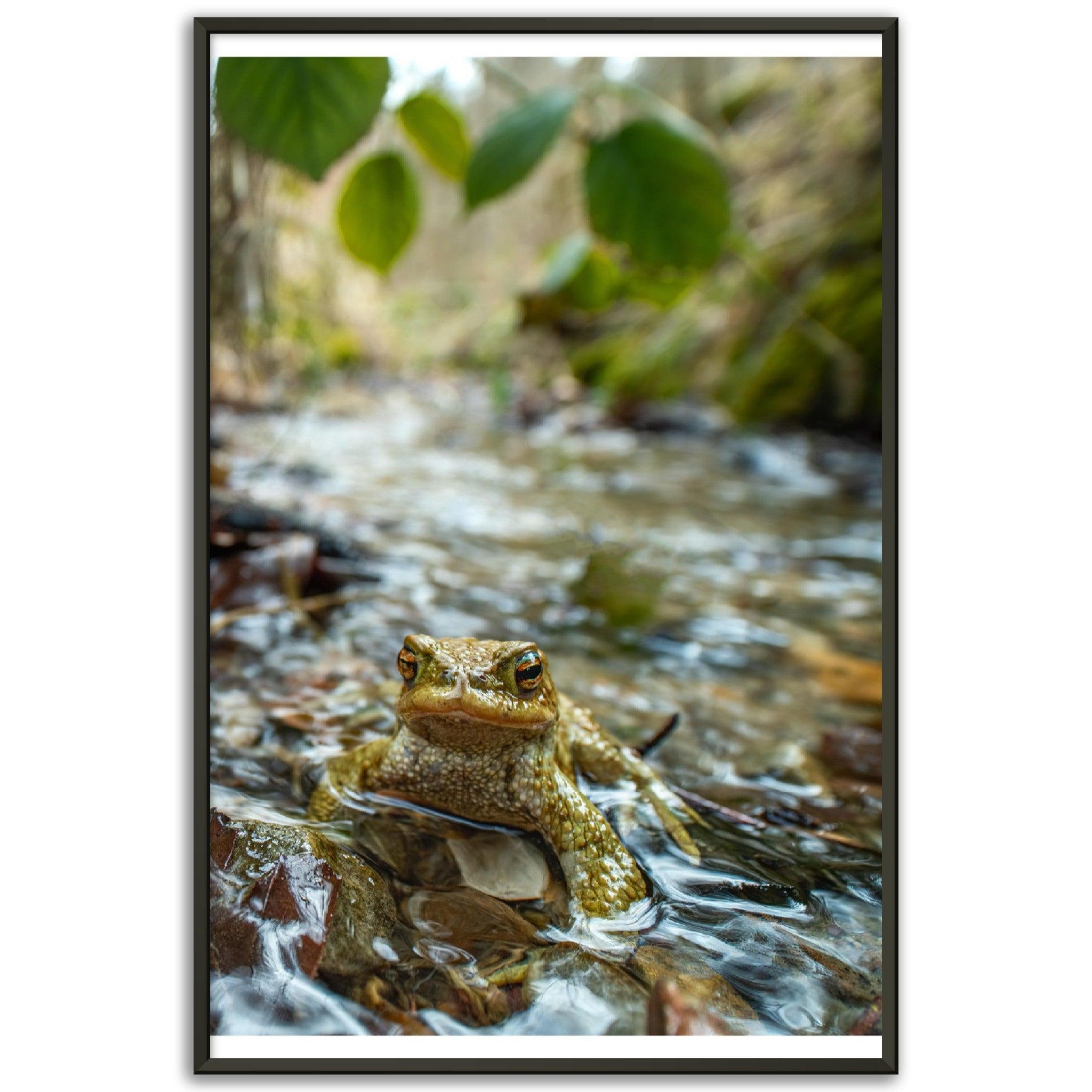 Erdkröte im Bach - Printree.ch amphibisch, biologie, fauna, Foto, Fotografie, frosch, gemeinsam, kröte, makro, Martin_Reichenbach, nahaufnahme, natur, teich, tier, wild