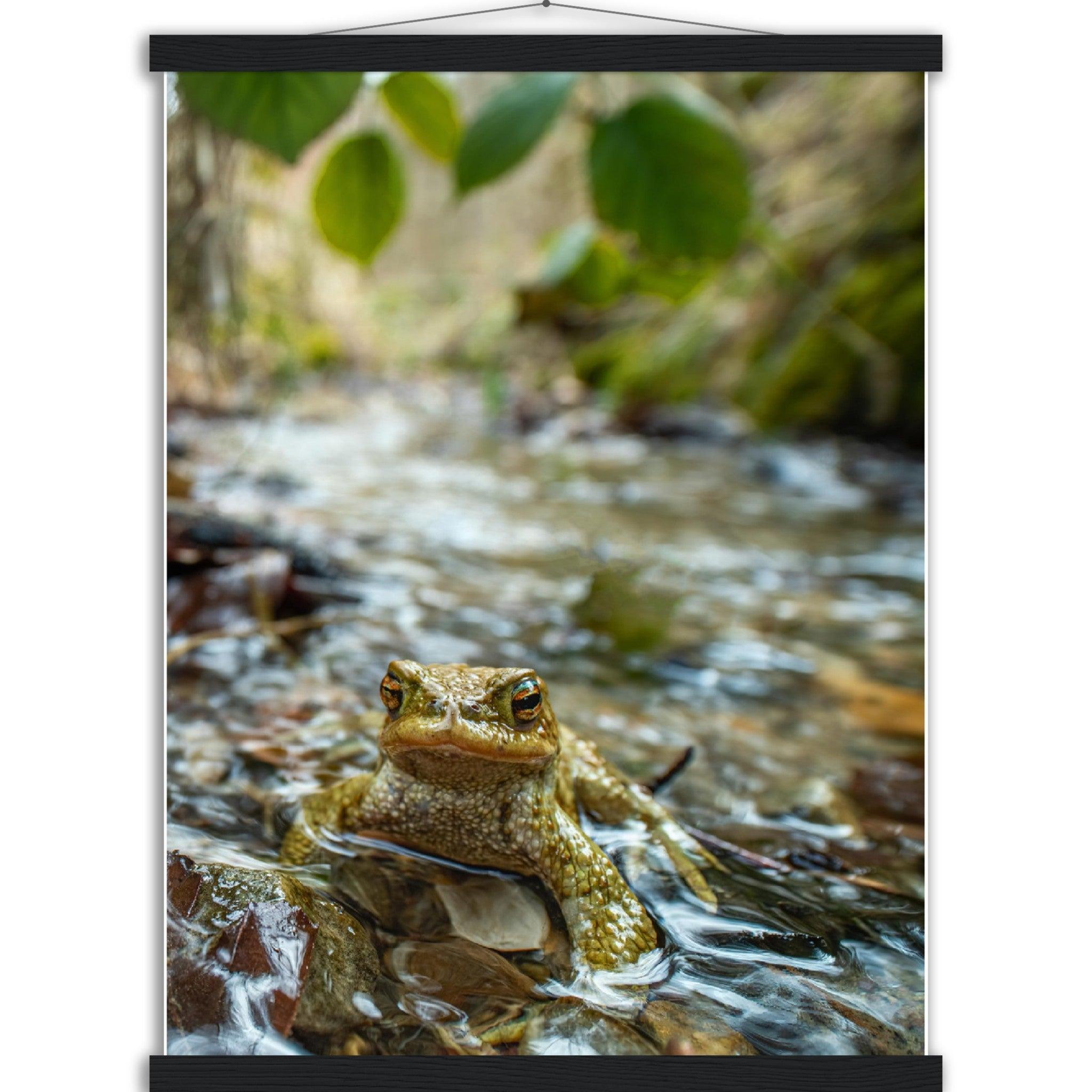 Erdkröte im Bach - Printree.ch amphibisch, biologie, fauna, Foto, Fotografie, frosch, gemeinsam, kröte, makro, Martin_Reichenbach, nahaufnahme, natur, teich, tier, wild