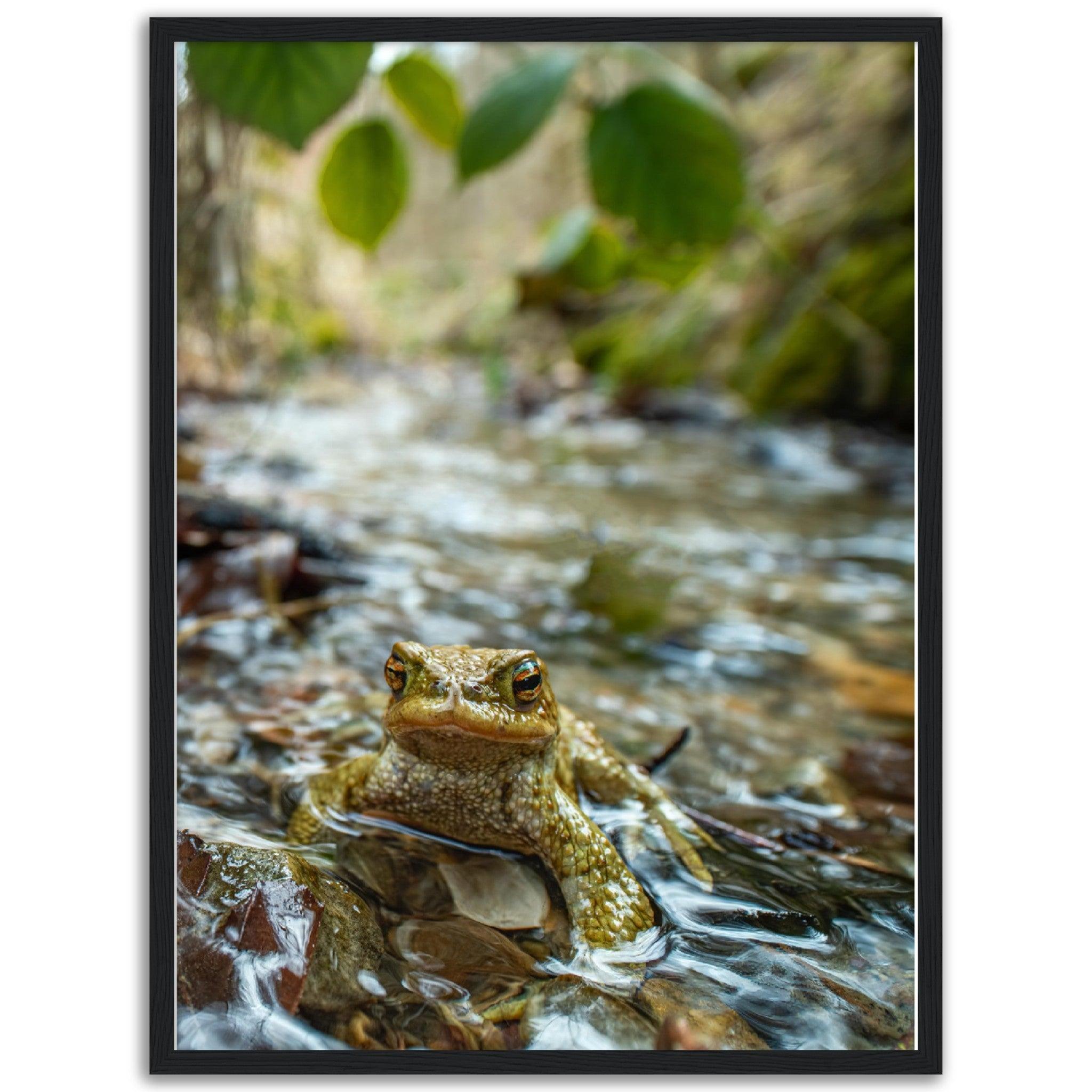 Erdkröte im Bach - Printree.ch amphibisch, biologie, fauna, Foto, Fotografie, frosch, gemeinsam, kröte, makro, Martin_Reichenbach, nahaufnahme, natur, teich, tier, wild