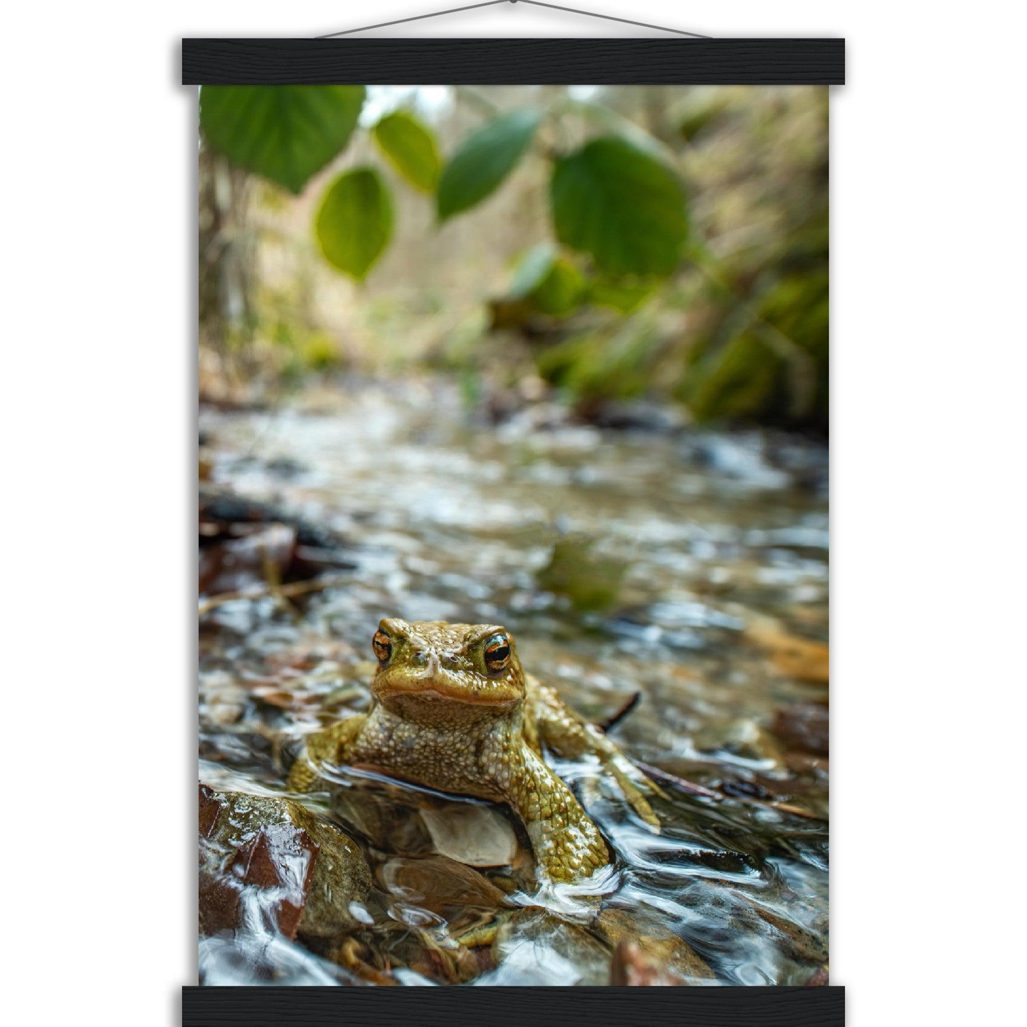 Erdkröte im Bach - Printree.ch amphibisch, biologie, fauna, Foto, Fotografie, frosch, gemeinsam, kröte, makro, Martin_Reichenbach, nahaufnahme, natur, teich, tier, wild