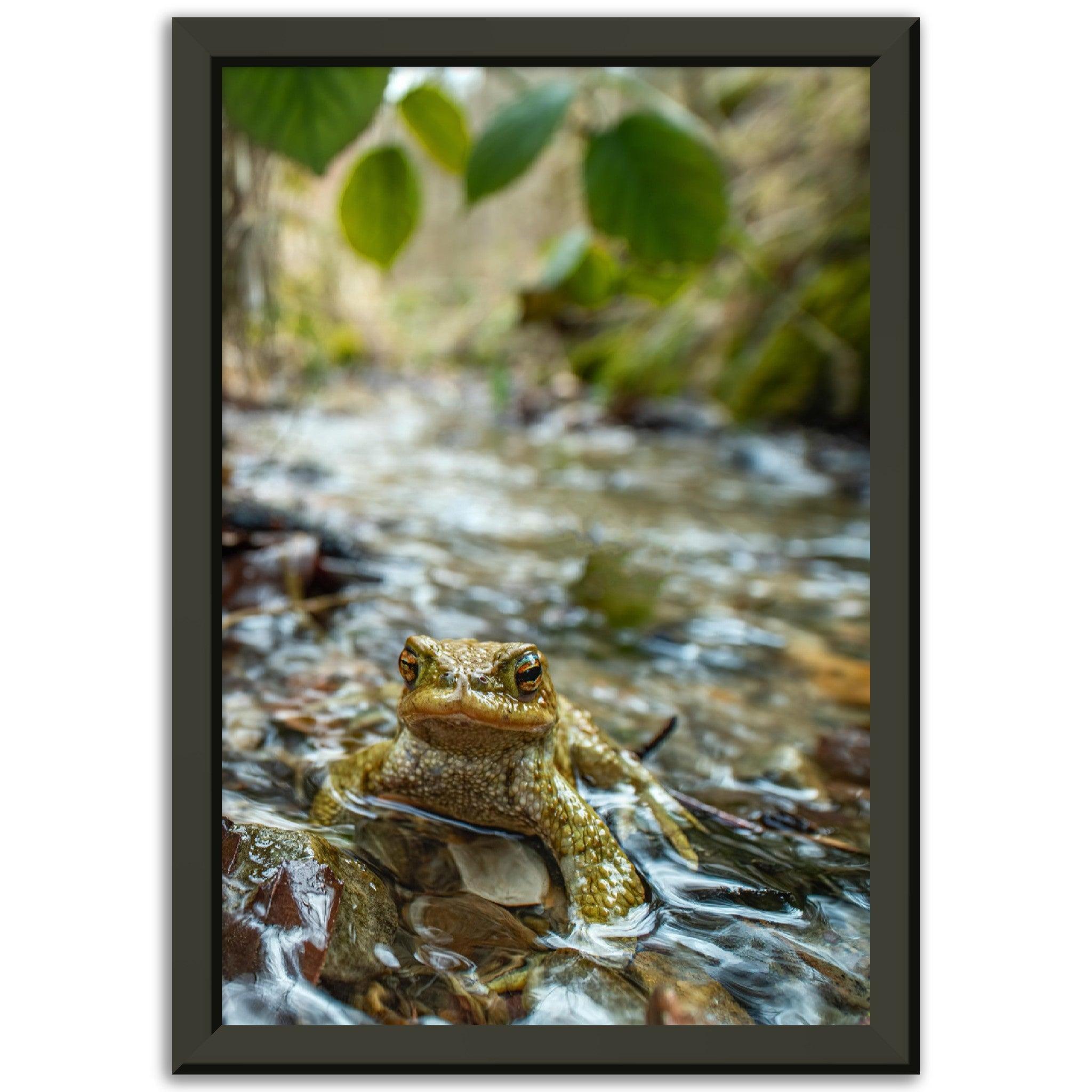 Erdkröte im Bach - Printree.ch amphibisch, biologie, fauna, Foto, Fotografie, frosch, gemeinsam, kröte, makro, Martin_Reichenbach, nahaufnahme, natur, teich, tier, wild