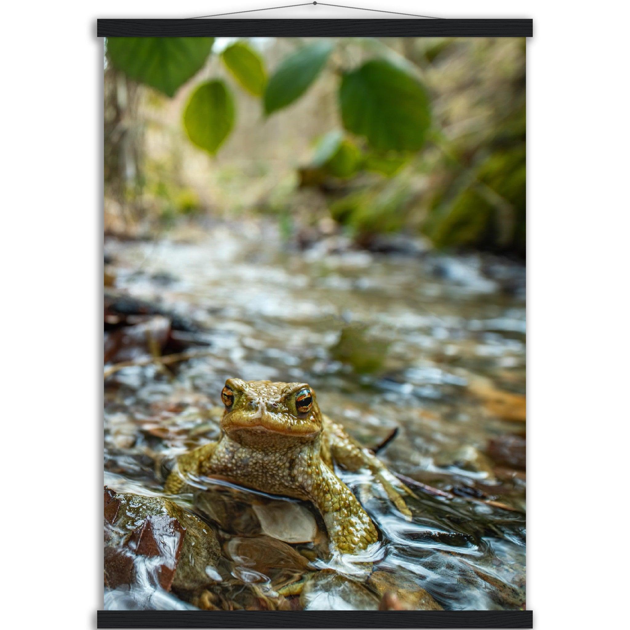 Erdkröte im Bach - Printree.ch amphibisch, biologie, fauna, Foto, Fotografie, frosch, gemeinsam, kröte, makro, Martin_Reichenbach, nahaufnahme, natur, teich, tier, wild