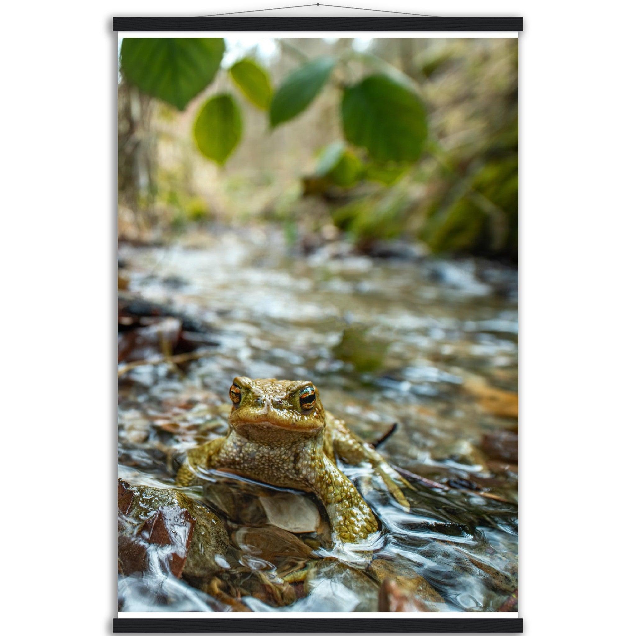 Erdkröte im Bach - Printree.ch amphibisch, biologie, fauna, Foto, Fotografie, frosch, gemeinsam, kröte, makro, Martin_Reichenbach, nahaufnahme, natur, teich, tier, wild