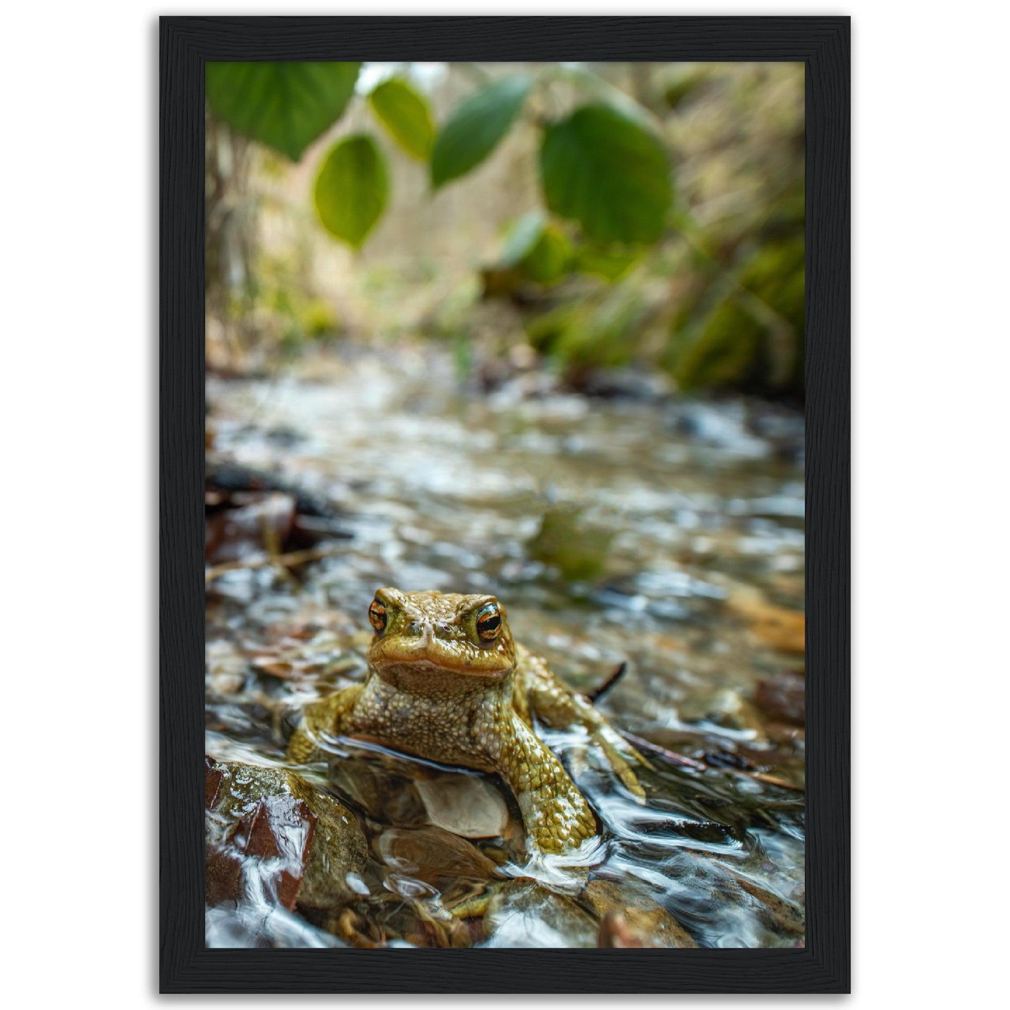 Erdkröte im Bach - Printree.ch amphibisch, biologie, fauna, Foto, Fotografie, frosch, gemeinsam, kröte, makro, Martin_Reichenbach, nahaufnahme, natur, teich, tier, wild