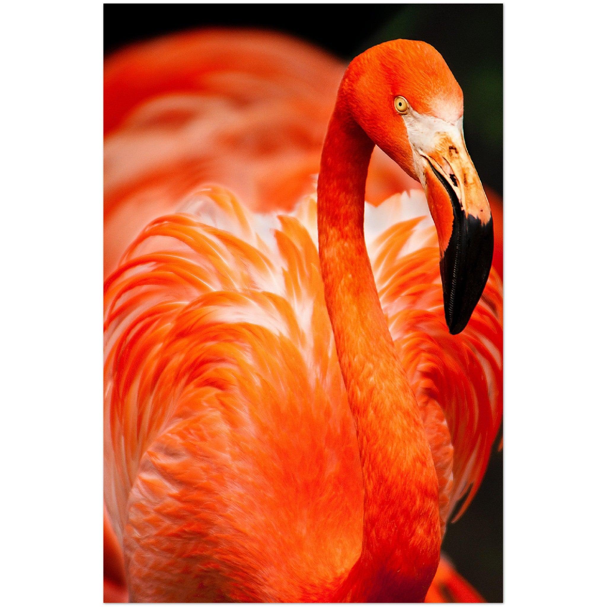 Flamingo-Paradies - Printree.ch Foto, Fotografie, Tier, Tiere, Tierthemen, Unsplash, Wildtiere