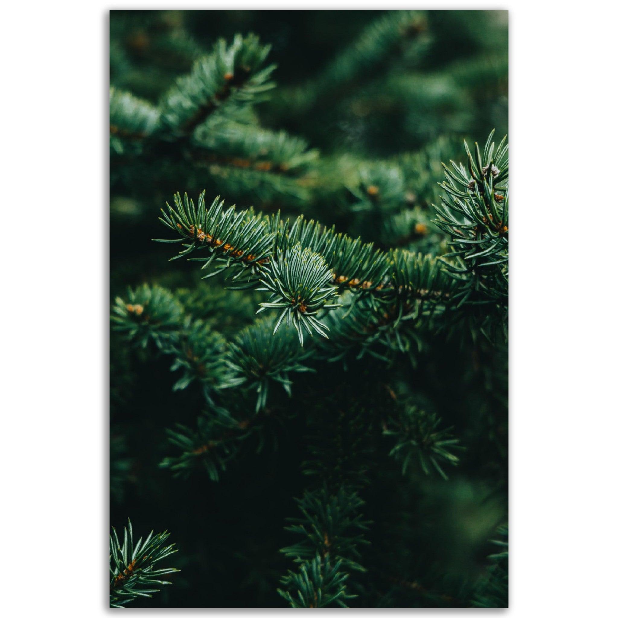 Frisches Grün - Printree.ch Foto, Fotografie, grün, Unsplash