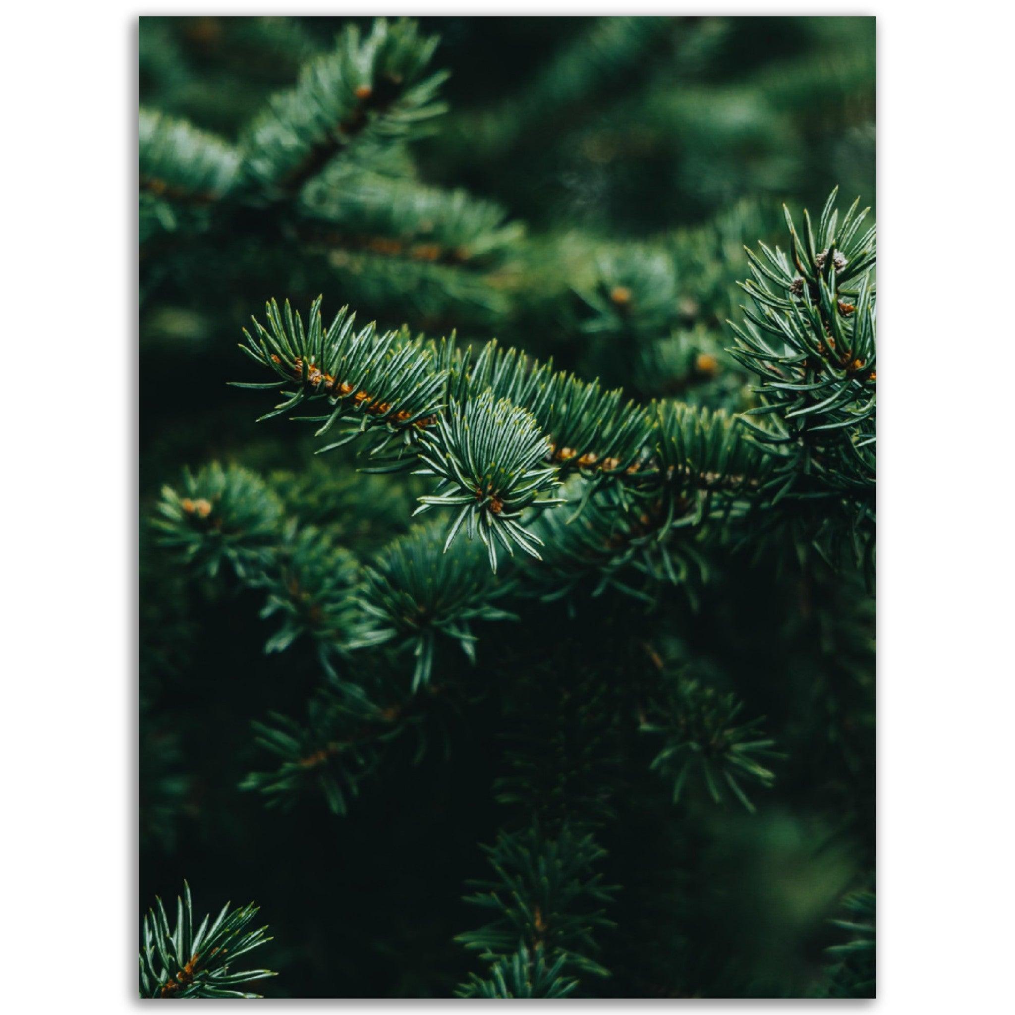 Frisches Grün - Printree.ch Foto, Fotografie, grün, Unsplash