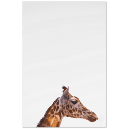 Giraffe - Printree.ch Foto, Fotografie, Giraffe, Minimal, Portrait Tier, Tier, Wildtiere