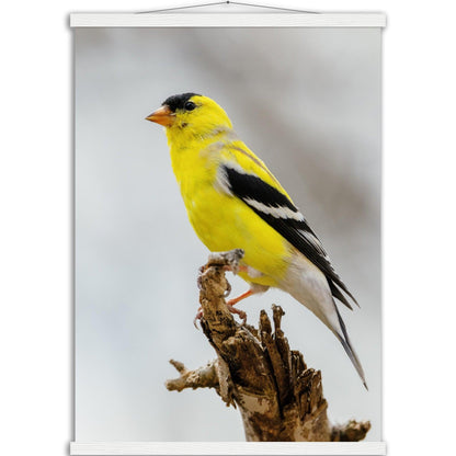 Goldene Natur Poster - Printree.ch Foto, Fotografie, gelb, Unsplash