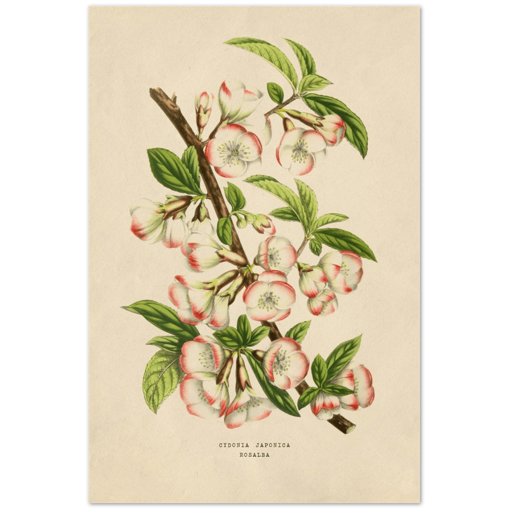 Pflanzen - Cydonia Japonica - Printree.ch Aquarell, art, background, beautiful, Blatt, bloom, blossom, Blume, Blätter, Blüte, Blütenblatt, botanical, Botanik, botanisch, botany, branch, decoration, Dekoration, design, drawing, flora, floral, flower, Frühling, garden, Garten, Grafik, graphic, Hintergrund, illustration, isolated, isoliert, Kunst, leaf, leaves, Malerei, Natur, nature, painting, petal, Pflanze, plant, retro, schön, Sommer, spring, summer, vintage, watercolor, weiss, white, Zeichnung, Zweig