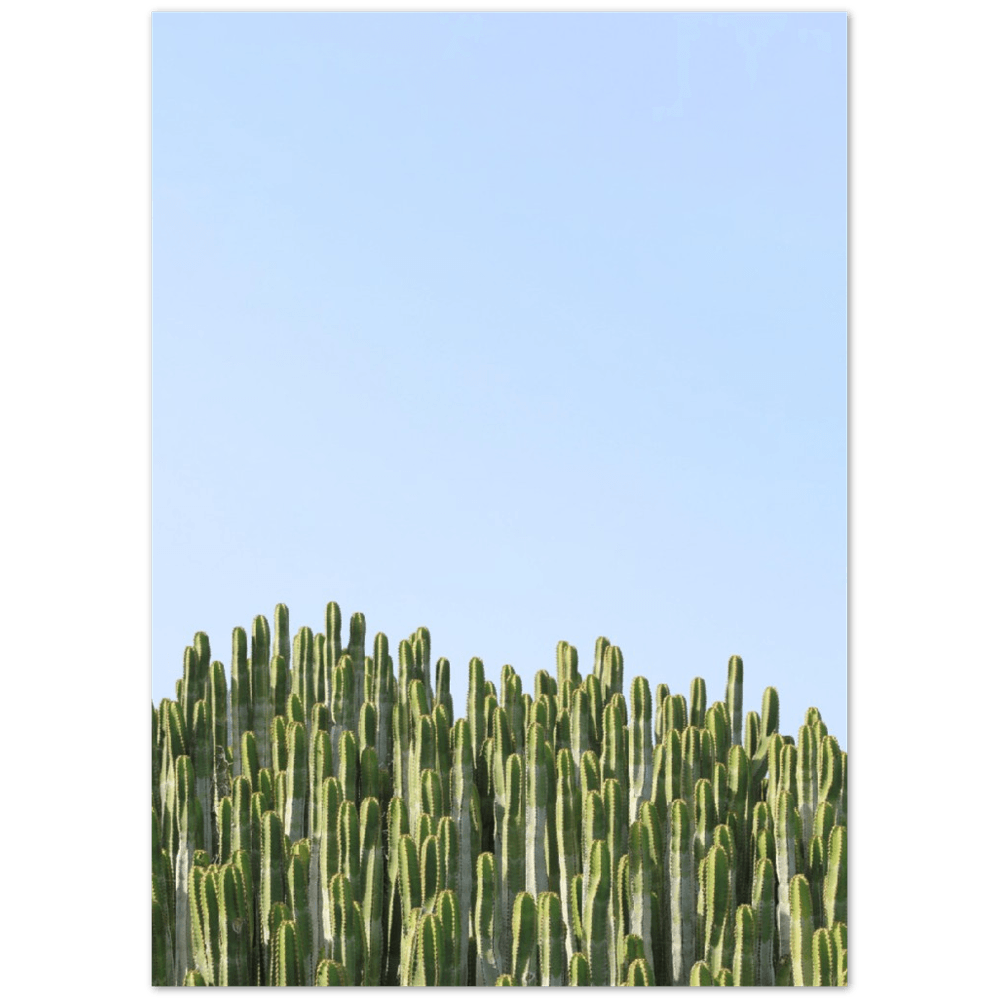 Kakteen - Printree.ch Foto, Fotografie, Minimal