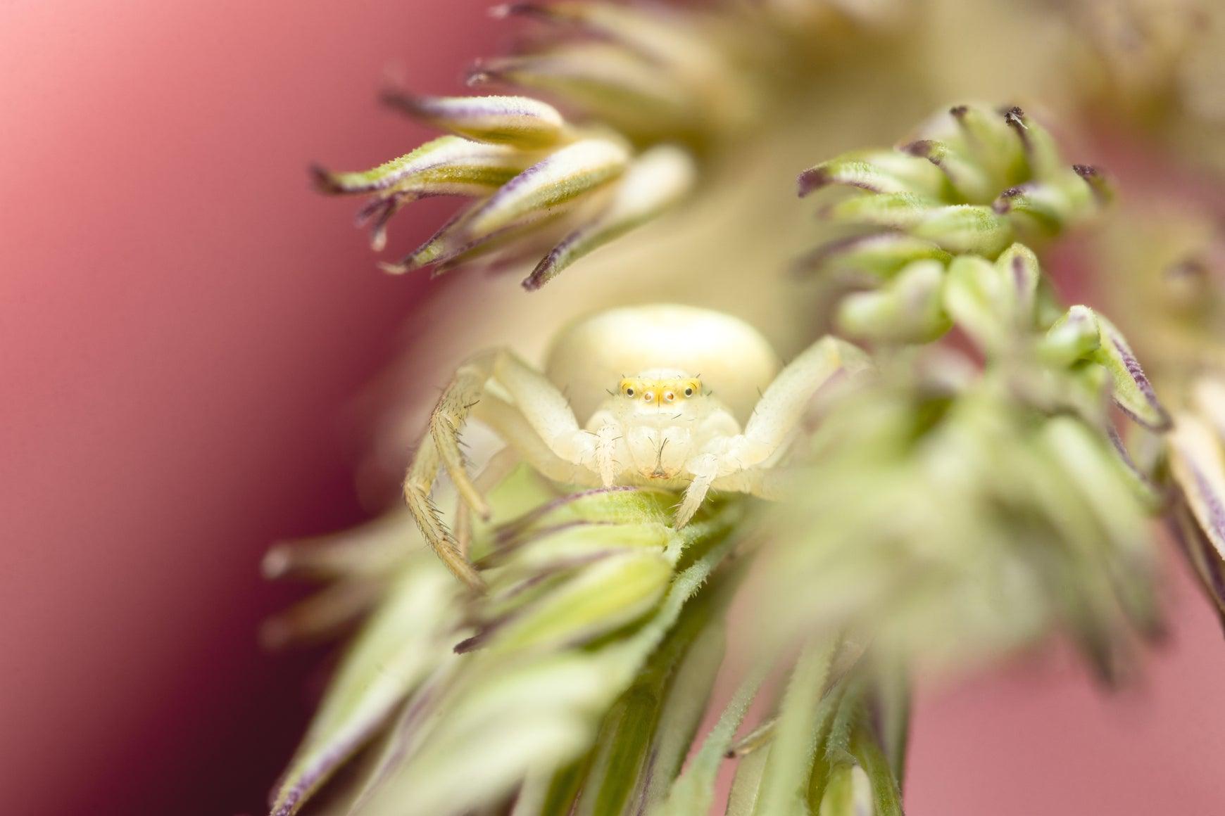 Krabbenspinne - Printree.ch Foto, Fotografie, Makro, Martin_Reichenbach, Poster