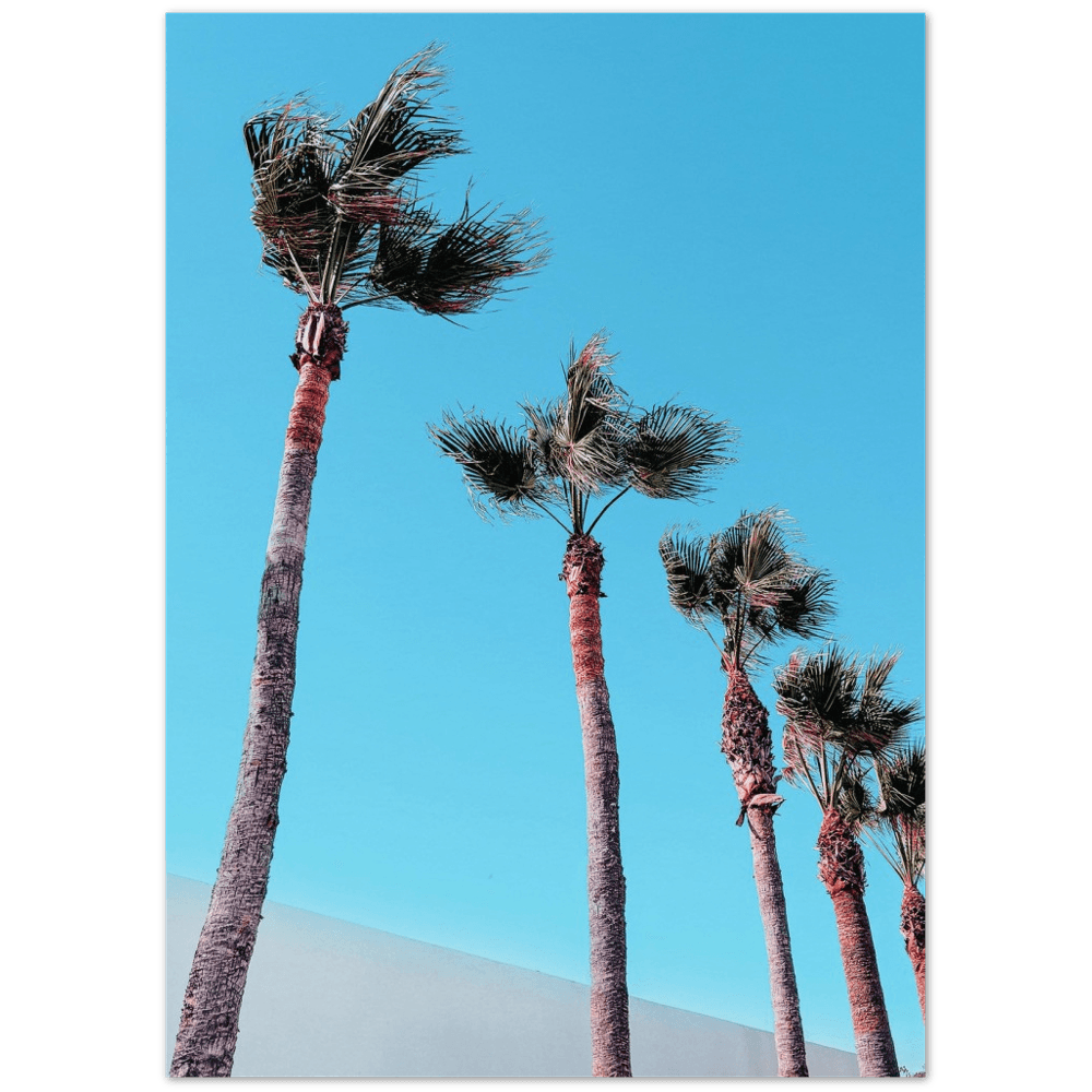 Palmen Blau minimalistischer Lebensstil - Printree.ch Baum, Blatt, blau, Blätter, copy space, Druck, Foto, Fotografie, Himmel, Hintergrund, im Freien, Insel, Kalifornien, keine Menschen, Landschaften - Natur, minimalistisch, Palmenblatt, Poster, Reisen, retro, Silhouette, Sonnenlicht, Sonnenuntergang, Strand, strukturiert, Textur, Tropenbaum, tropisch, tropisches Klima, unten, Urlaub, Vintage