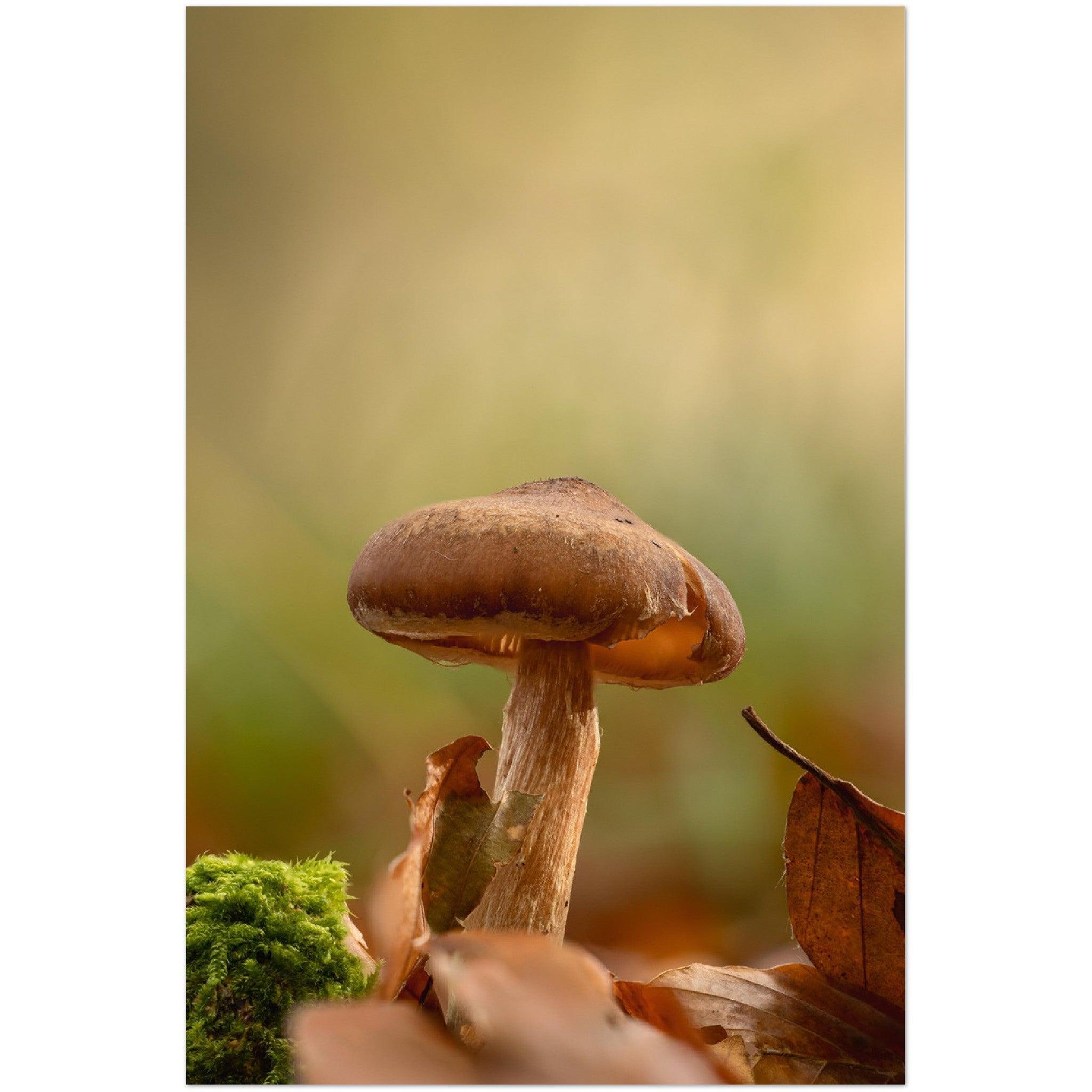 Pilz im Herbstwald - Printree.ch Foto, Fotografie, Makro, Martin_Reichenbach, Poster