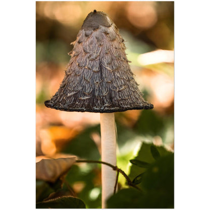 Pilz - Printree.ch Foto, Fotografie, Makro, Martin_Reichenbach, Poster