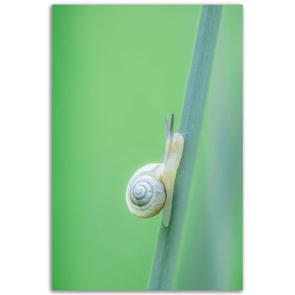 Schnecke 1 - Printree.ch amphibisch, biologie, fauna, Foto, Fotografie, frosch, gemeinsam, makro, Martin_Reichenbach, nahaufnahme, natur, schnecke, teich, tier, wild