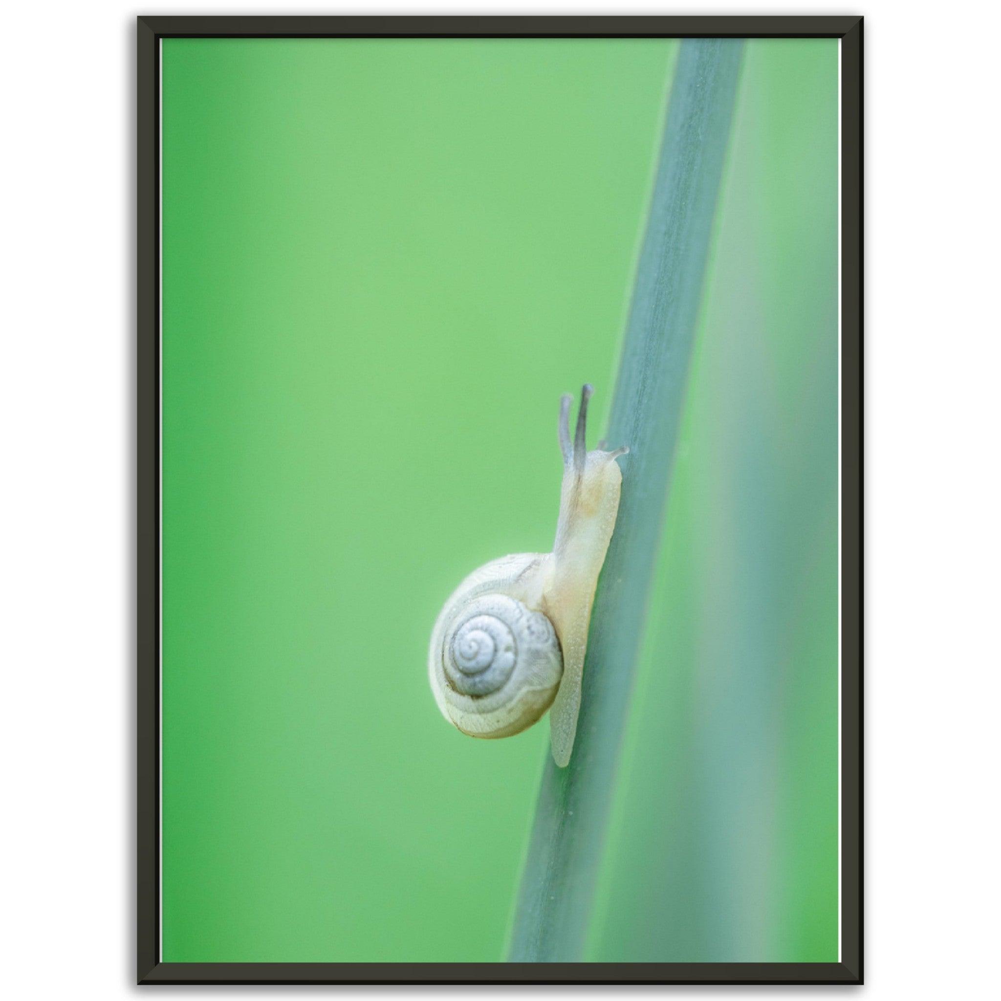 Schnecke 1 - Printree.ch amphibisch, biologie, fauna, Foto, Fotografie, frosch, gemeinsam, makro, Martin_Reichenbach, nahaufnahme, natur, schnecke, teich, tier, wild