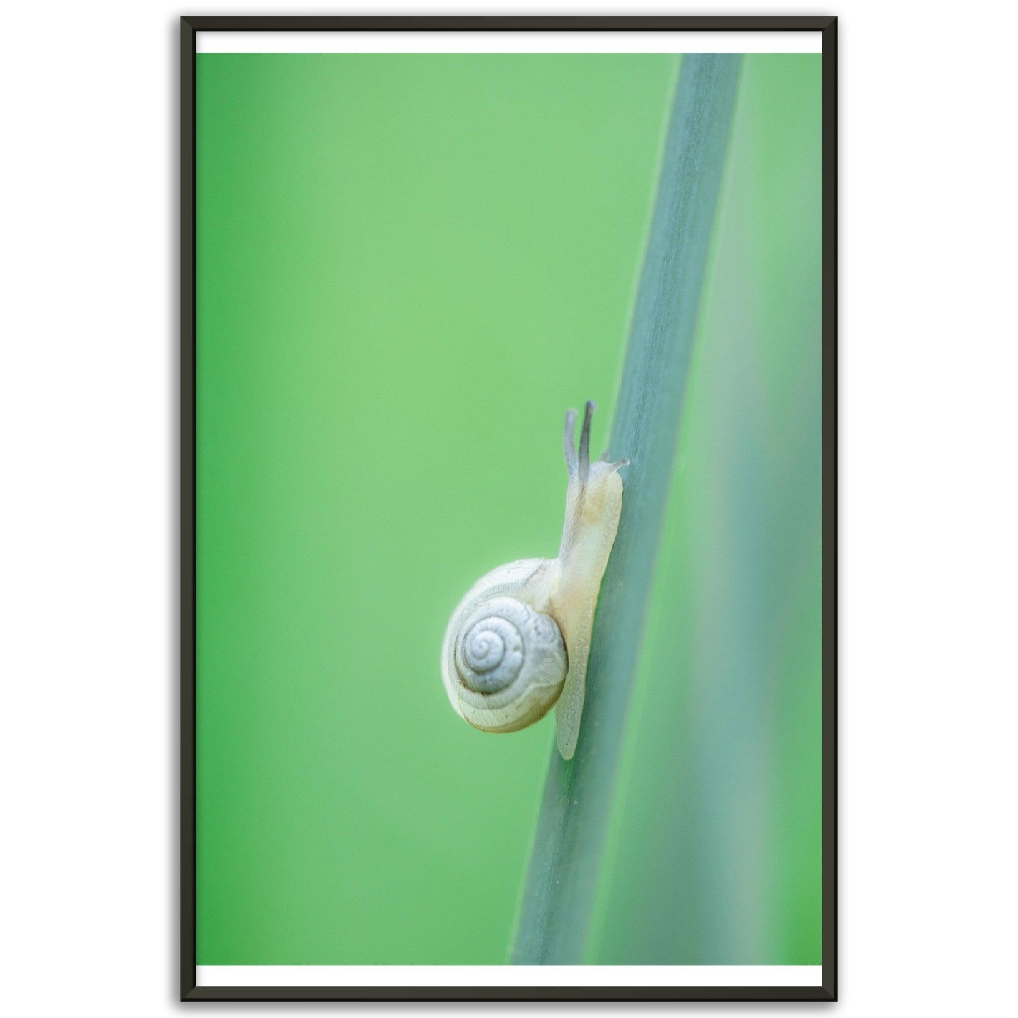 Schnecke 1 - Printree.ch amphibisch, biologie, fauna, Foto, Fotografie, frosch, gemeinsam, makro, Martin_Reichenbach, nahaufnahme, natur, schnecke, teich, tier, wild