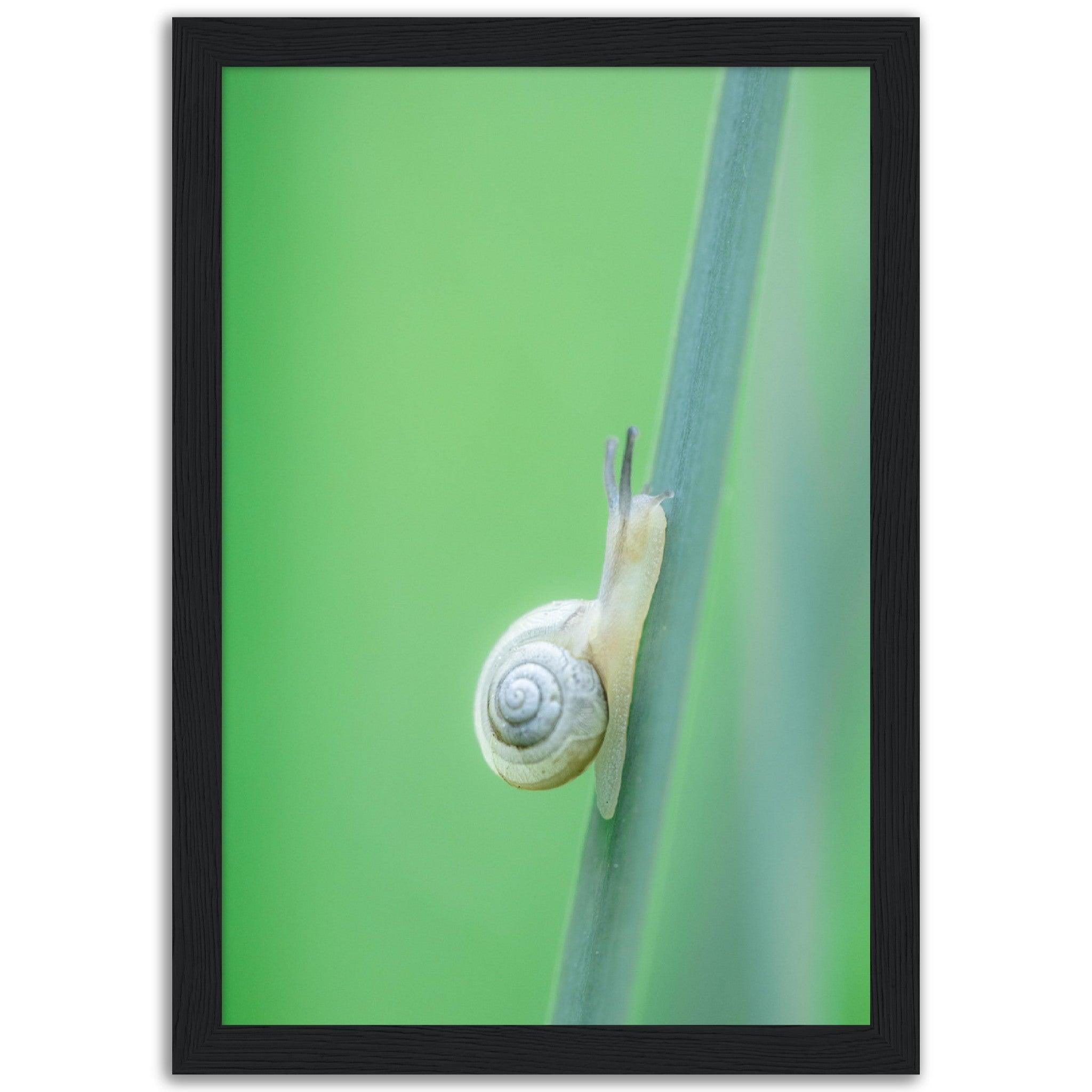 Schnecke 1 - Printree.ch amphibisch, biologie, fauna, Foto, Fotografie, frosch, gemeinsam, makro, Martin_Reichenbach, nahaufnahme, natur, schnecke, teich, tier, wild