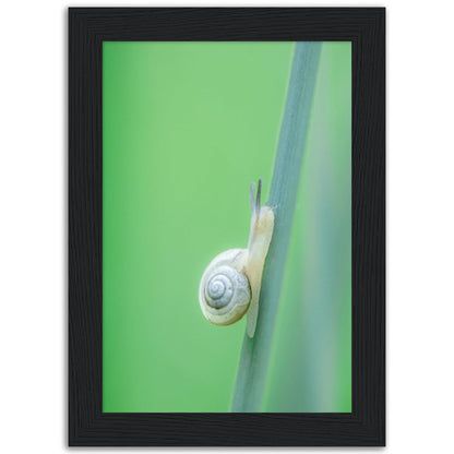 Schnecke 1 - Printree.ch amphibisch, biologie, fauna, Foto, Fotografie, frosch, gemeinsam, makro, Martin_Reichenbach, nahaufnahme, natur, schnecke, teich, tier, wild