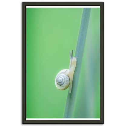 Schnecke 1 - Printree.ch amphibisch, biologie, fauna, Foto, Fotografie, frosch, gemeinsam, makro, Martin_Reichenbach, nahaufnahme, natur, schnecke, teich, tier, wild