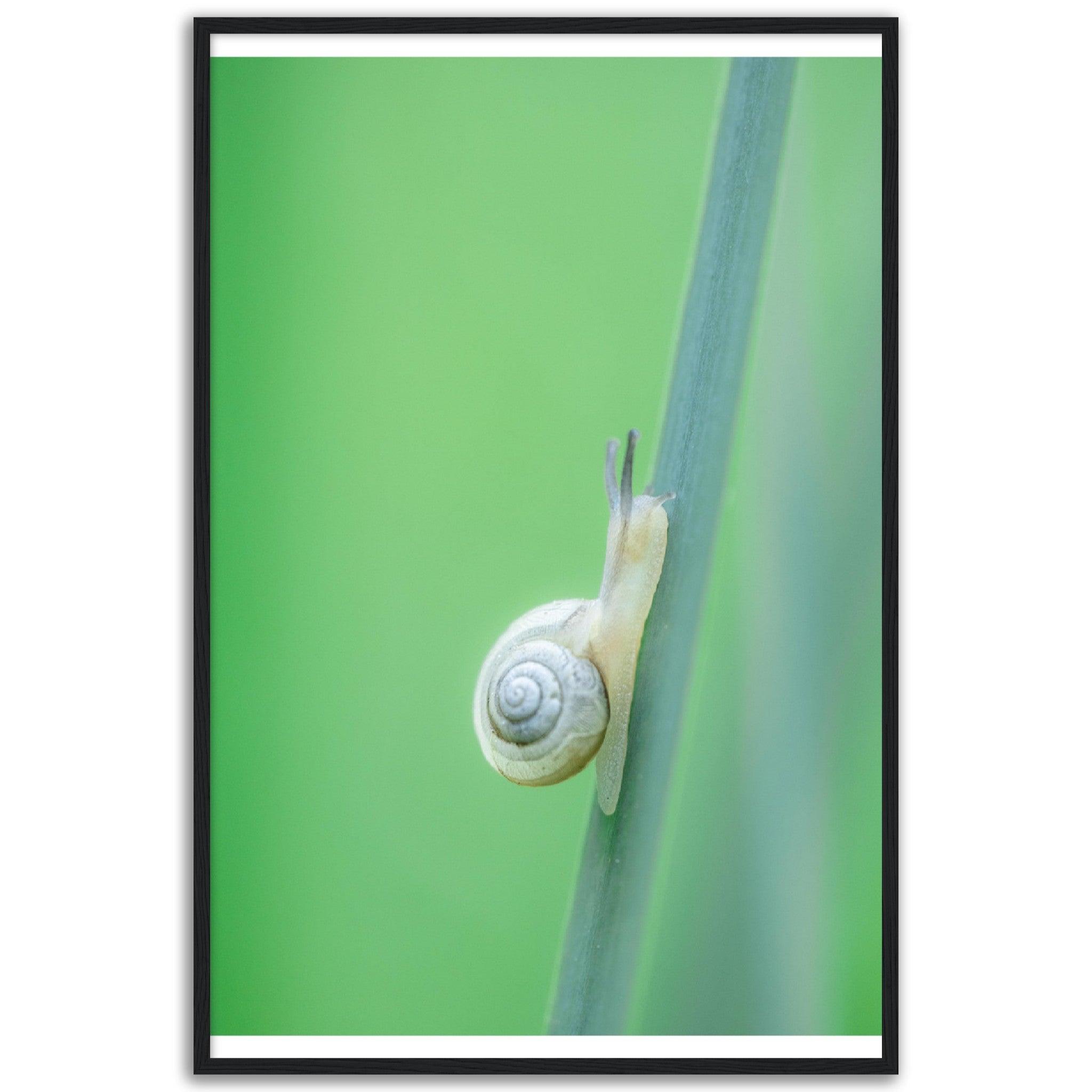 Schnecke 1 - Printree.ch amphibisch, biologie, fauna, Foto, Fotografie, frosch, gemeinsam, makro, Martin_Reichenbach, nahaufnahme, natur, schnecke, teich, tier, wild