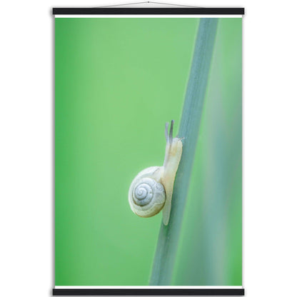 Schnecke 1 - Printree.ch amphibisch, biologie, fauna, Foto, Fotografie, frosch, gemeinsam, makro, Martin_Reichenbach, nahaufnahme, natur, schnecke, teich, tier, wild