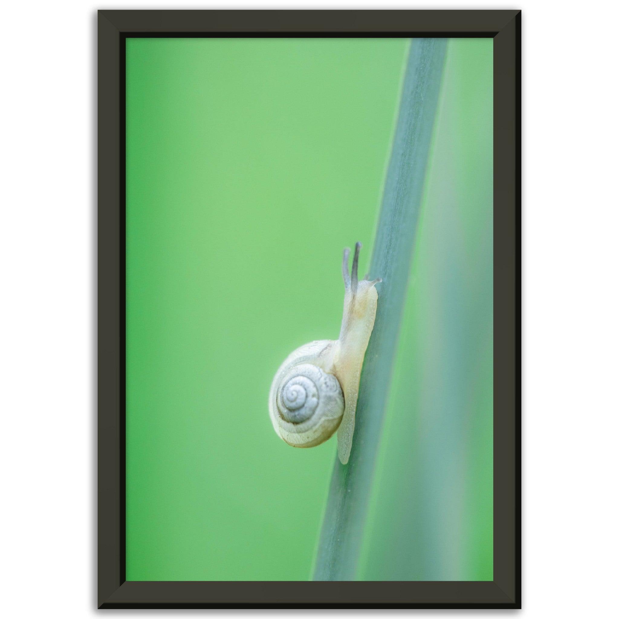 Schnecke 1 - Printree.ch amphibisch, biologie, fauna, Foto, Fotografie, frosch, gemeinsam, makro, Martin_Reichenbach, nahaufnahme, natur, schnecke, teich, tier, wild