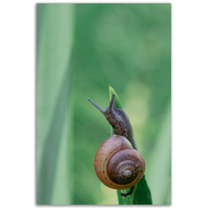 Schnecke 2 - Printree.ch amphibisch, biologie, fauna, Foto, Fotografie, frosch, gemeinsam, makro, Martin_Reichenbach, nahaufnahme, natur, schnecke, teich, tier, wild