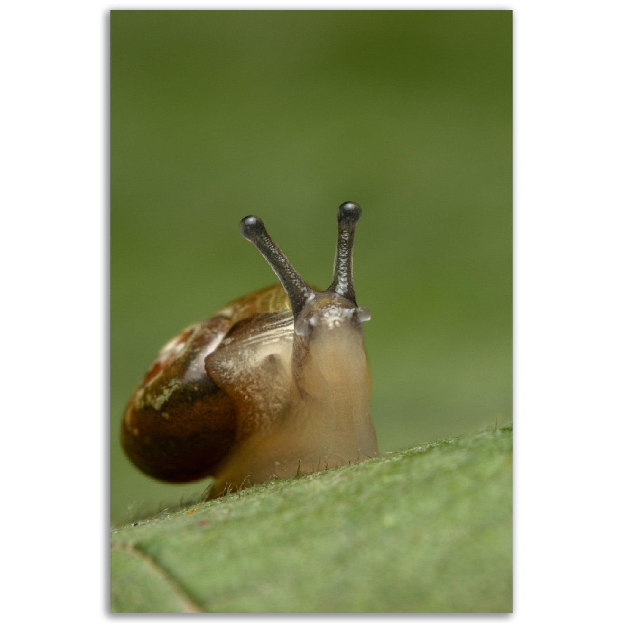 Schnecke 3 - Printree.ch amphibisch, biologie, fauna, Foto, Fotografie, frosch, gemeinsam, makro, Martin_Reichenbach, nahaufnahme, natur, schnecke, teich, tier, wild