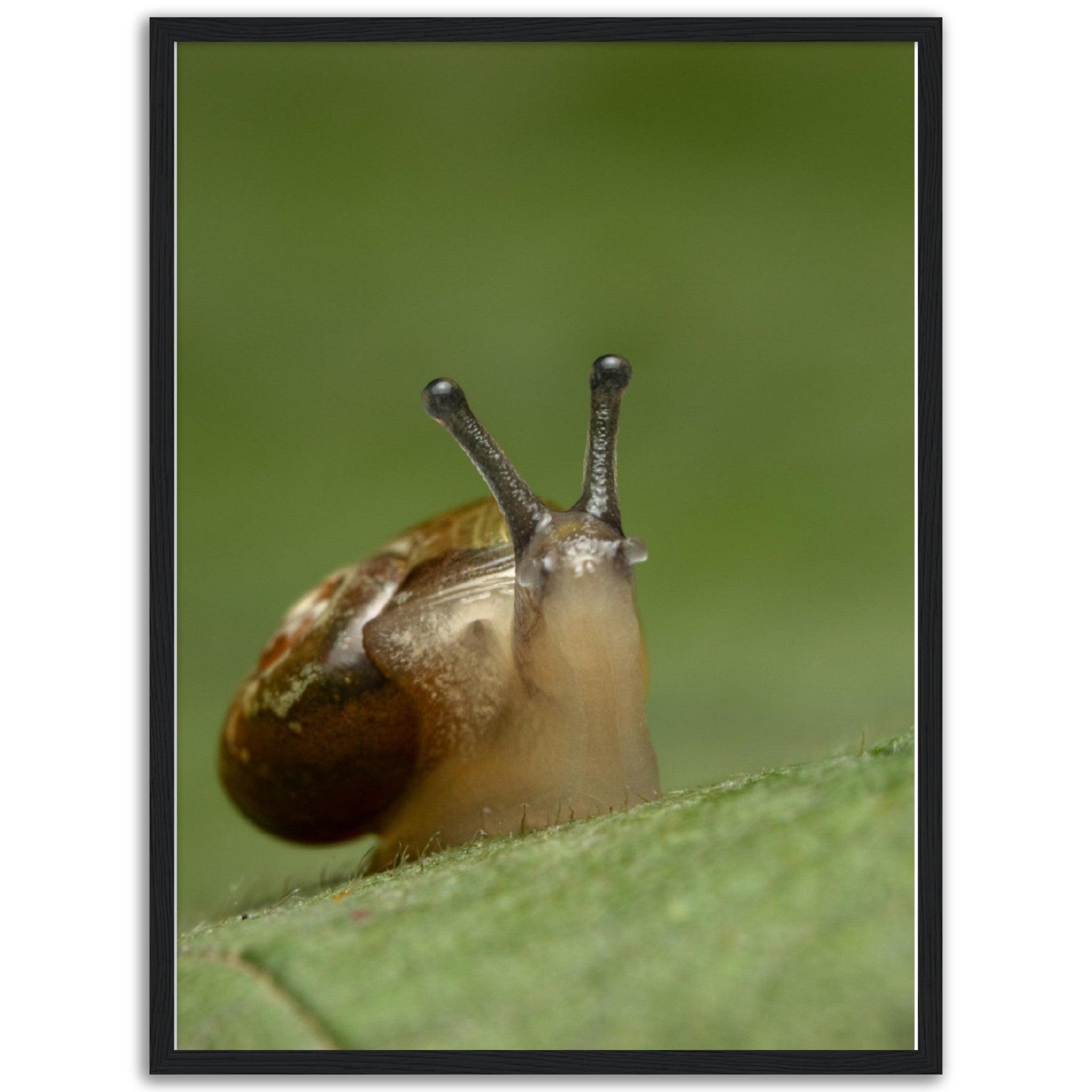 Schnecke 3 - Printree.ch amphibisch, biologie, fauna, Foto, Fotografie, frosch, gemeinsam, makro, Martin_Reichenbach, nahaufnahme, natur, schnecke, teich, tier, wild