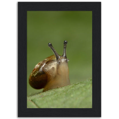 Schnecke 3 - Printree.ch amphibisch, biologie, fauna, Foto, Fotografie, frosch, gemeinsam, makro, Martin_Reichenbach, nahaufnahme, natur, schnecke, teich, tier, wild